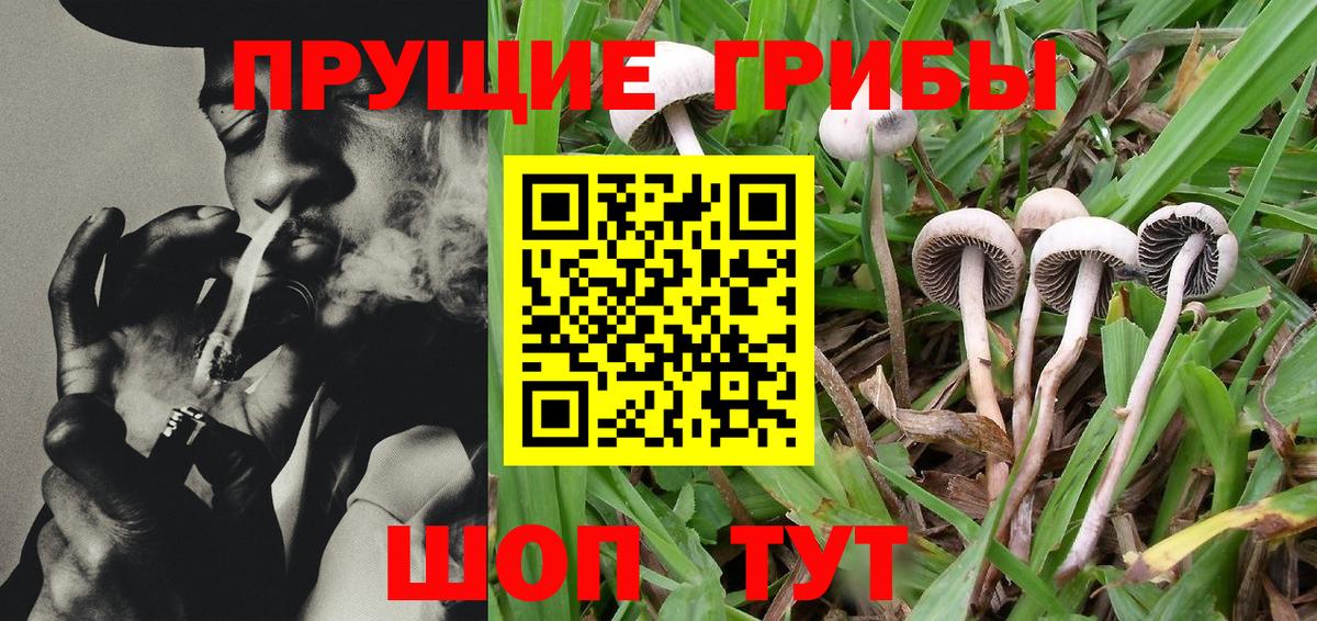 Галлюциногенные грибы Cubensis  Кашира  Галлюциногенные грибы Psilocybine cubensis 